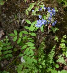 Attēlu rezultāti vaicājumam “Polemonium caeruleum leaf”