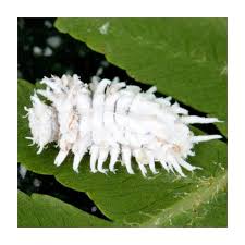 Image result for Cryptolaemus