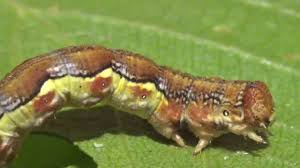 Attēlu rezultāti vaicājumam “Erannis defoliaria imago”