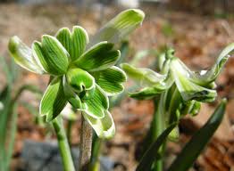 Attēlu rezultāti vaicājumam “Galanthus nivalis bud”