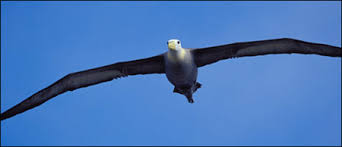 7B-Albatross bird*418 Images?q=tbn:ANd9GcS5VBJbvm4-LPRTUKfsHoihiL7rdRfFkWICKA5j7F6NY7kZLgM&t=1&usg=__5QUJMQL38b0B28xYYLDyvabphuI=