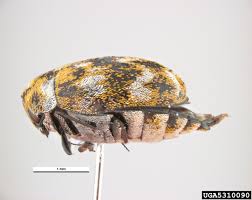 Attēlu rezultāti vaicājumam “Anthrenus verbasci”