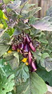 Afbeeldingsresultaat voor slim jim eggplant