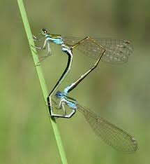 Attēlu rezultāti vaicājumam “Nehalennia speciosa”