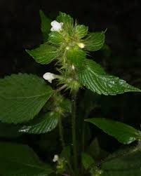 Attēlu rezultāti vaicājumam “Galeopsis tetrahit leaf”