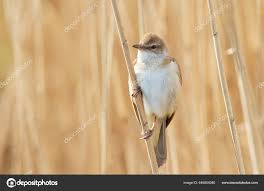 Image result for Acrocephalus arundinaceus