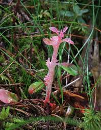 Attēlu rezultāti vaicājumam “Exobasidium vaccinii”