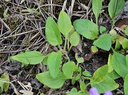 Attēlu rezultāti vaicājumam “Prunella vulgaris leaf”