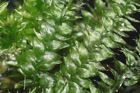 Attēlu rezultāti vaicājumam “Plagiothecium succulentum”