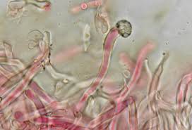 Attēlu rezultāti vaicājumam “Oxyporus corticola”