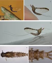 Attēlu rezultāti vaicājumam “Ephemeroptera imago”