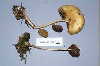 Attēlu rezultāti vaicājumam “Protostropharia alcis”