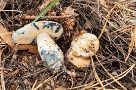 Attēlu rezultāti vaicājumam “Gyroporus cyanescens”