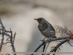 Image result for Turdus ruficollis