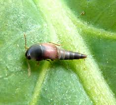 Attēlu rezultāti vaicājumam “Sepedophilus sp.”