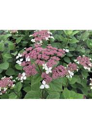 Attēlu rezultāti vaicājumam “Hydrangea arborescens flower”
