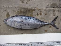 Image result for Euthynnus alletteratus