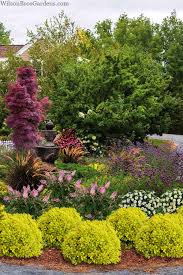 Attēlu rezultāti vaicājumam “Berberis thunbergii”