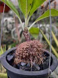 Attēlu rezultāti vaicājumam “Arcyria minuta stalked”