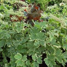 Attēlu rezultāti vaicājumam “Peucedanum palustre leaf”