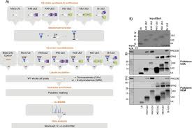 Image result for    ^   u   b N