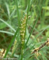 Attēlu rezultāti vaicājumam “Carex hirta female flower”