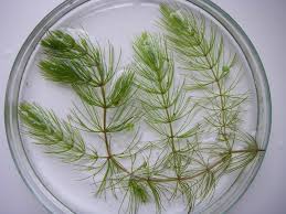 Attēlu rezultāti vaicājumam “Ceratophyllum submersum”