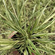 Attēlu rezultāti vaicājumam “Molinia caerulea flower”