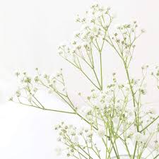 Attēlu rezultāti vaicājumam “Gypsophila fastigiata flower”