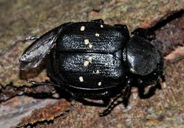 Attēlu rezultāti vaicājumam “Gnorimus variabilis”