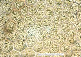 Attēlu rezultāti vaicājumam “Calypogeia muelleriana”