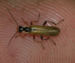 Attēlu rezultāti vaicājumam “Cantharis figurata”