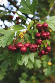Attēlu rezultāti vaicājumam “Crataegus macracantha fruit”