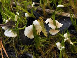 Attēlu rezultāti vaicājumam “Arrhenia retiruga”