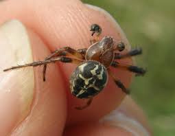 Attēlu rezultāti vaicājumam “Larinioides cornutus”