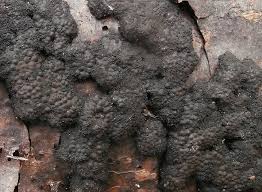 Attēlu rezultāti vaicājumam “Hypoxylon multiforme”