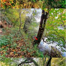 Attēlu rezultāti vaicājumam “Anomodon attenuatus sporophyte”