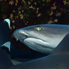 Image result for Triaenodon obesus