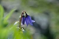 Image result for Campanula moesiaca