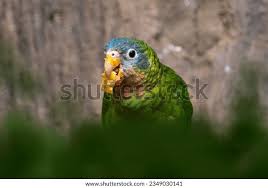 Attēlu rezultāti vaicājumam “Collaria sp.”