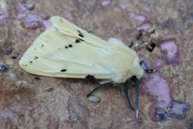 Attēlu rezultāti vaicājumam “Spilosoma lutea imago”