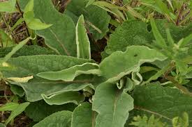 Image result for Verbascum nigrum