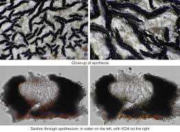 Attēlu rezultāti vaicājumam “Opegrapha atra”