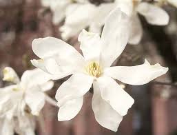 Attēlu rezultāti vaicājumam “Magnolia kobus flower”