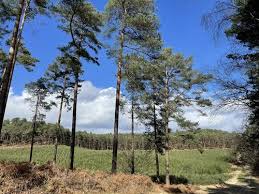 Image result for Bracknell Forest Runners