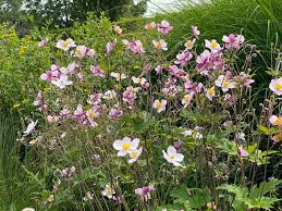 Image result for Anemonenarten