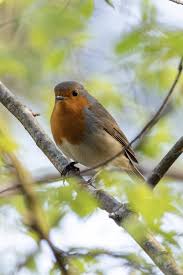 Attēlu rezultāti vaicājumam “Erithacus rubecula”