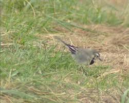 Attēlu rezultāti vaicājumam “Motacilla alba juvenile”