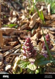 Attēlu rezultāti vaicājumam “Ajuga pyramidalis leaf”