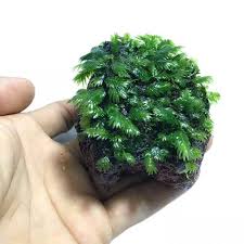 Attēlu rezultāti vaicājumam “Fissidens bryoides sporophyte”